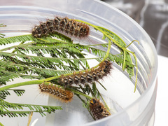 Chelepteryx chalepteryx