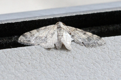 Lobophora