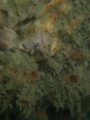 Amphibalanus variegatus