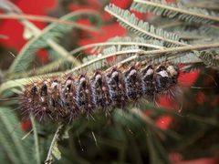 Chelepteryx chalepteryx