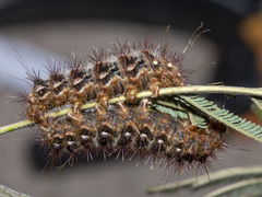 Chelepteryx chalepteryx