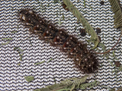 Chelepteryx chalepteryx