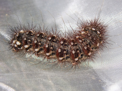 Chelepteryx chalepteryx