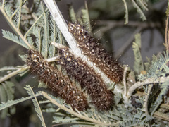 Chelepteryx chalepteryx