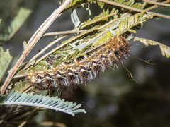 Chelepteryx chalepteryx