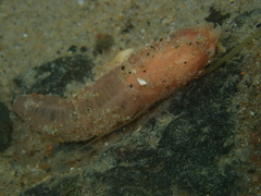 Leptosynapta dolabrifera