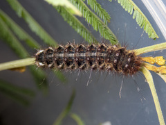 Chelepteryx chalepteryx