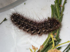 Chelepteryx chalepteryx