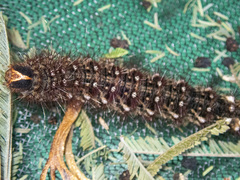 Chelepteryx chalepteryx