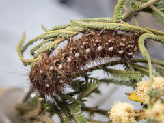 Chelepteryx chalepteryx