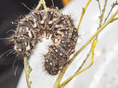 Chelepteryx chalepteryx