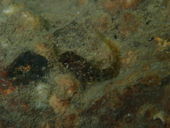 Parablennius intermedius