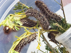 Chelepteryx chalepteryx