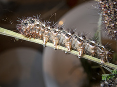 Chelepteryx chalepteryx