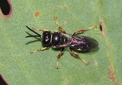 Clitemnestra