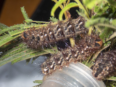 Chelepteryx chalepteryx