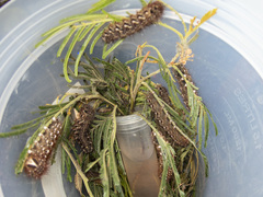 Chelepteryx chalepteryx