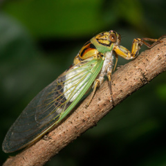 Arunta interclusa