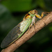 Mangrove Cicada - Photo (c) Joel Poyitt, some rights reserved (CC BY-NC), uploaded by Joel Poyitt