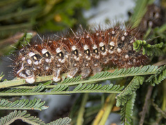 Chelepteryx chalepteryx