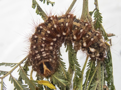 Chelepteryx chalepteryx