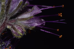 Phacelia sericea sericea