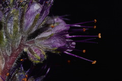 Phacelia sericea sericea