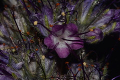 Phacelia sericea sericea