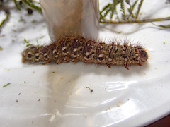 Chelepteryx chalepteryx