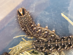 Chelepteryx chalepteryx