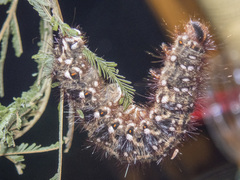 Chelepteryx chalepteryx