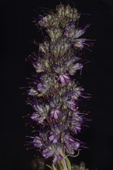 Phacelia sericea sericea