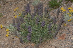 Phacelia sericea sericea