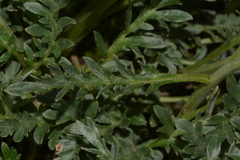 Phacelia sericea sericea