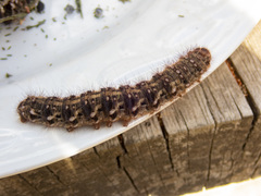 Chelepteryx chalepteryx