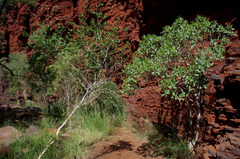 Ficus virens virens