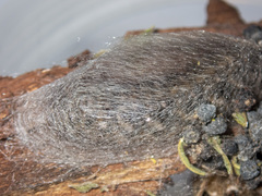 Chelepteryx chalepteryx
