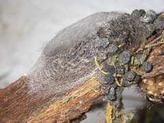Chelepteryx chalepteryx