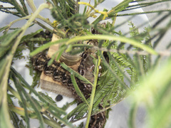 Chelepteryx chalepteryx