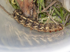 Chelepteryx chalepteryx