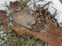 Chelepteryx chalepteryx