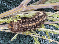 Chelepteryx chalepteryx