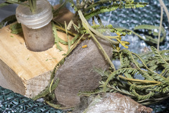 Chelepteryx chalepteryx