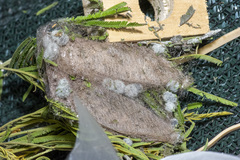 Chelepteryx chalepteryx