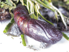 Chelepteryx chalepteryx