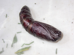 Chelepteryx chalepteryx