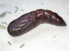 Chelepteryx chalepteryx