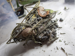 Chelepteryx chalepteryx