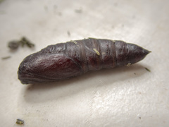 Chelepteryx chalepteryx