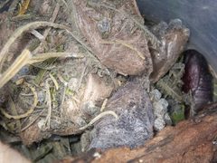 Chelepteryx chalepteryx